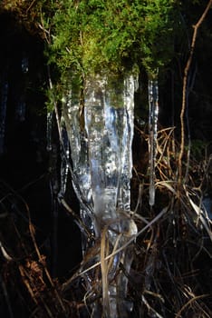 Icicles with moss