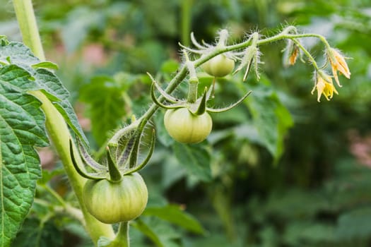 Green tomatoes on a bed