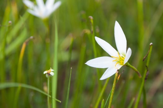 Small flower of grass. Based on the ground in a flower garden. Flowers with small