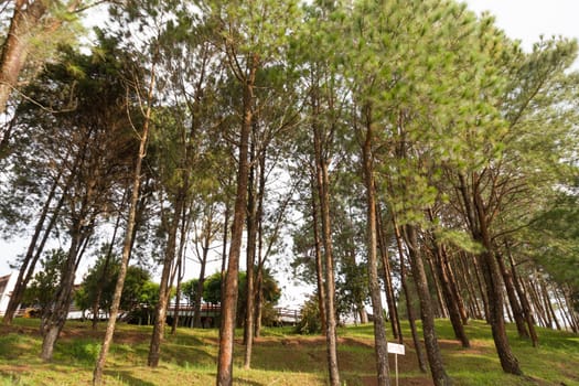 Pines growing on the grassy knoll. Pine growing on the lawn on a hill in the park.