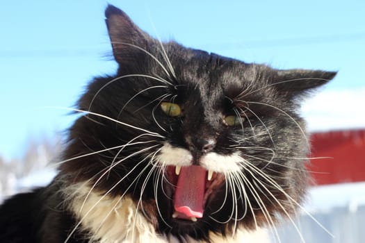 Yawning black and white fluffy cat with long whiskers
