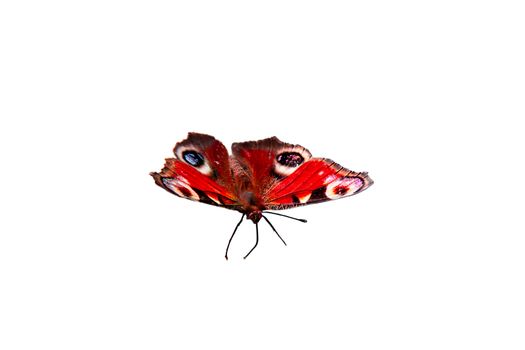 The bright butterfly of different colours on a white background