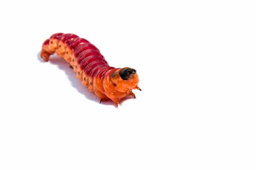 Aggressive bright colourful caterpillar in movement on a white background
