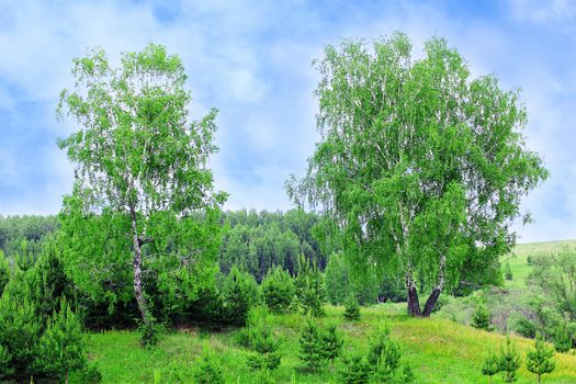 birch tree and sunlight sky