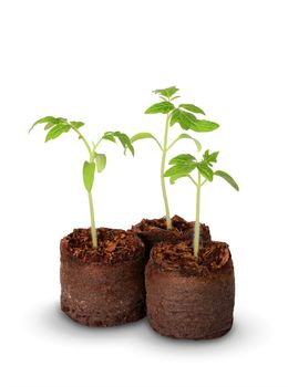 A tomato seedling in the peat pot, isolated