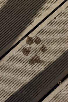 footprint pet on brown Exterior decking. sunlight