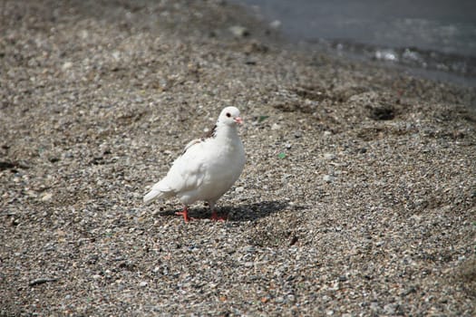 White dove is on empty sandy seaside