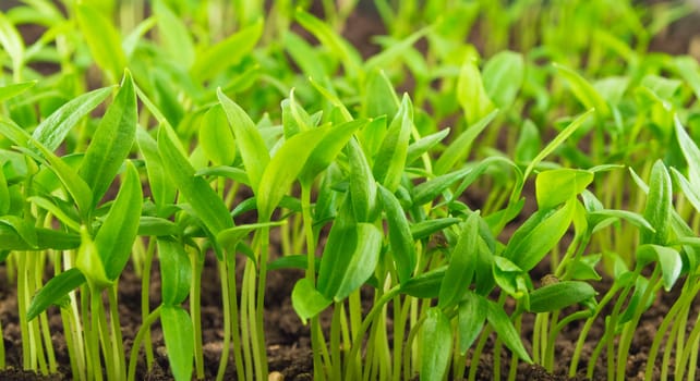 Young green pepper seedlings