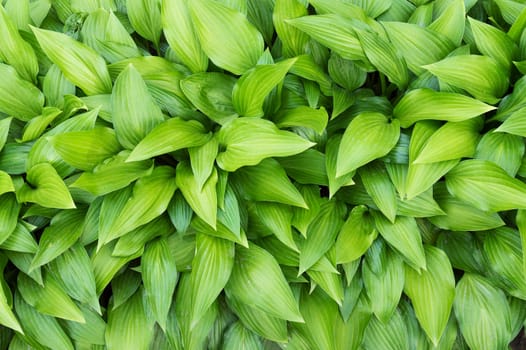 Green hosta leaves background