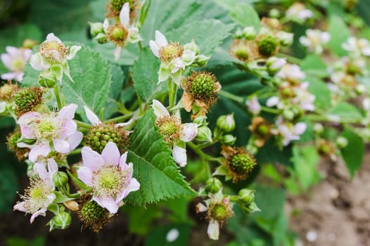 Pink flowers and unripe fruits on	blackberry branch