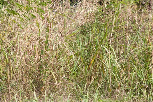 grass at the side of the road. Steep overgrown grass beside the road.