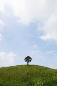 Single tree on a hill. Cloudy sky clear And verdant meadows