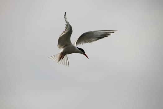 Tern beautifully hung in the air. Silhouette of a Seagull natural background