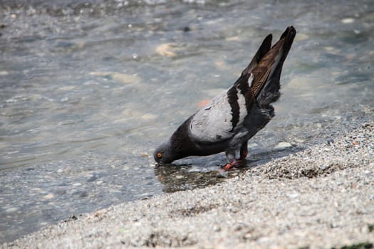 Dove funny drinking water from rivers flowing into the sea