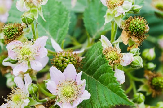 Pink flowers and unripe fruits on blackberry branch