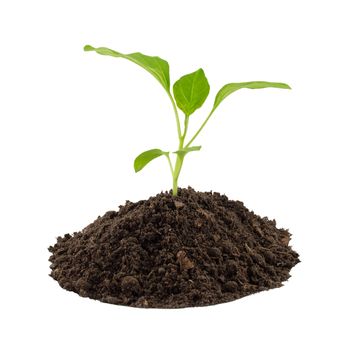 Eggplant seedling isolated on a white background