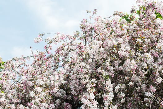 Apple tree blossom against the blue sky