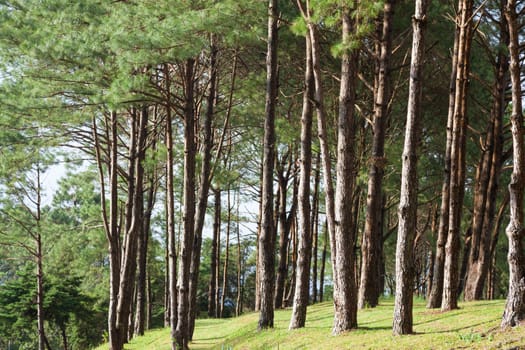 Pines growing on the grassy knoll. Pine growing on the lawn on a hill in the park.