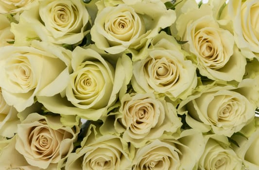 bouquet of white roses as wallpaper background