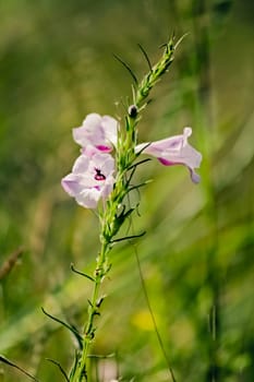 Common Sopubia, Sopubia delphinifolia, is a widely found root-parasite herbage in India.