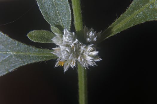 Sessile Joyweed is a perennial herb, often found in and near ponds, canals and reservoirs. It prefers places with constant or periodically high humidity and so may be found in swamps, shallow ditches, and fallow rice fields