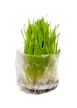 Grass for cats grown in the package. isolated on a white background
