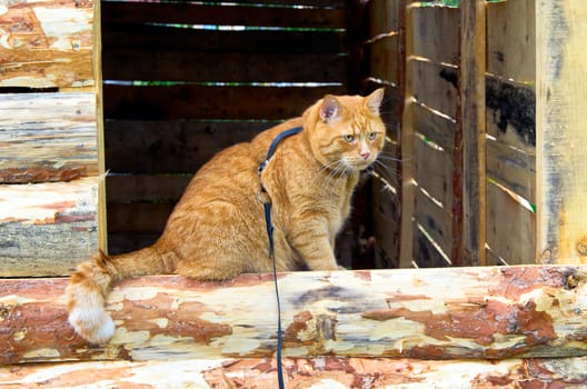 Red cat on a leash sitting on the window being built of planks baths