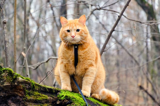 Red cat on a leash sitting on a felled tree in the autumn forest