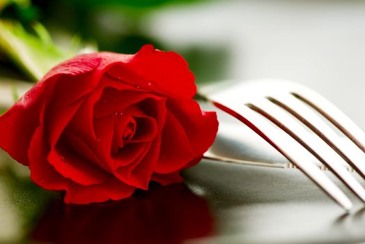 Composition of Red rose flower closeup