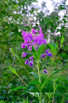 Herb willow-herb (Chamerion angustifolium)