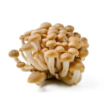brown mushroom isolated on white