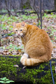 Red cat on a leash sitting on a felled tree in the autumn forest