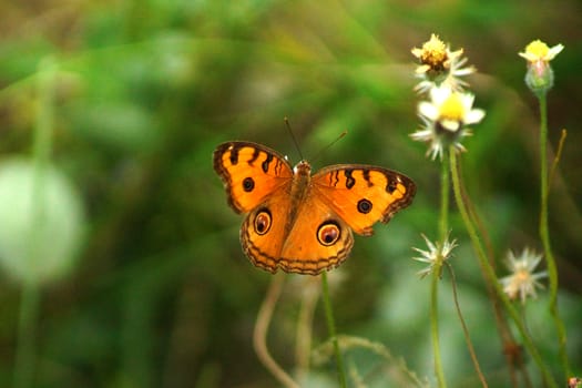 Orange butterfly over flower.