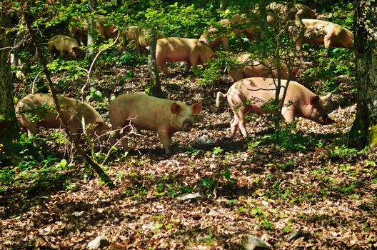 Herd of italian pigs eating acorns of oaks in the forest