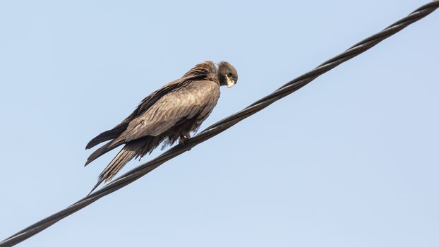 Black Kite, a medium sized bird of pray locally known as Amora,