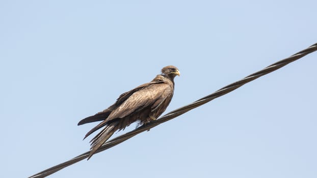 Black Kite, a medium sized bird of pray locally known as Amora,