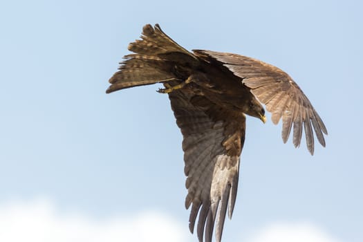 Black Kite locally known as Amora, flying in the air