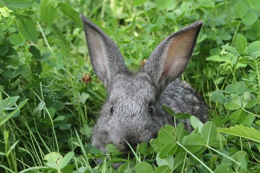 Grey rabbit among the clover on the lawn. Closeup