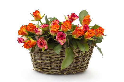 roses in a basket on white background