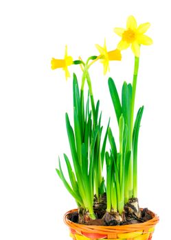 beautiful spring narcissus flowers in pot on white background