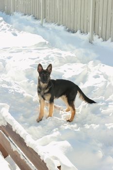 Large German Shepherd puppy outdoors in winter