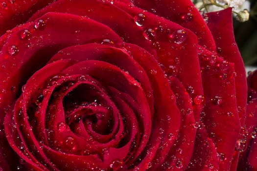 A red rose of the Genus Rosa, family Rosaceae. Red roses are often used as a symbol of love. Sent, often anonymously, on St Valentines Day, 14 February, to a person one loves or is attracted to.