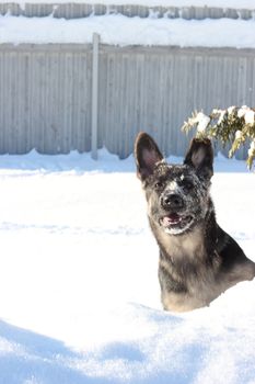 Large German Shepherd puppy outdoors in winter