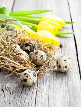 quail eggs with tulips on wooden background