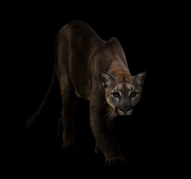 Puma is on the prowl in the dark