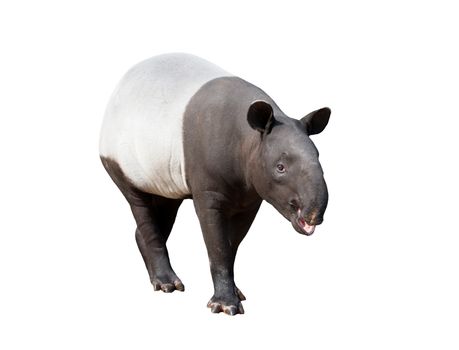 Malayan tapir or Asian tapir isolated on white background