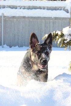 Large German Shepherd puppy outdoors in winter
