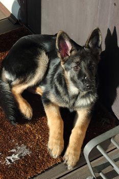 Beautiful German Shepherd puppy on brown terrace