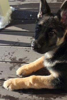 Beautiful German Shepherd puppy on brown terrace