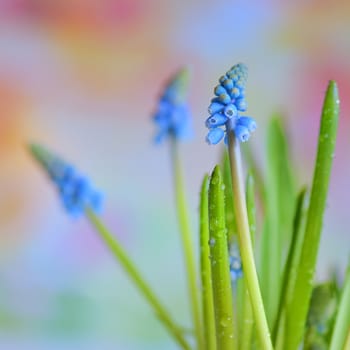 Muscari botryoides flowers also known as blue grape hyacinth